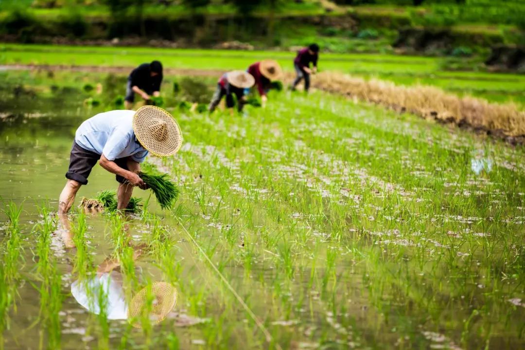 【農(nóng)業(yè)政策解讀】2021年農(nóng)業(yè)農(nóng)村部重點(diǎn)扶持這28個(gè)項(xiàng)目！