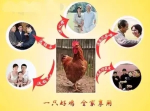 【每周優(yōu)品】綠色生態(tài)，天然散養(yǎng)——廣西崇左市江州區(qū)茘禾源生態(tài)雞