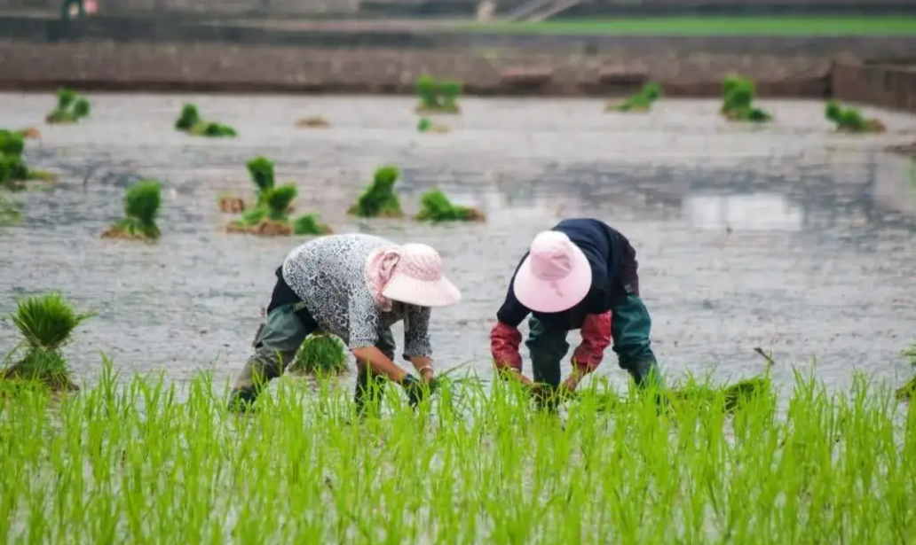 【農(nóng)業(yè)資訊】助力河源改革創(chuàng)新做好“三篇文章”，力促鄉(xiāng)村產(chǎn)業(yè)振興！