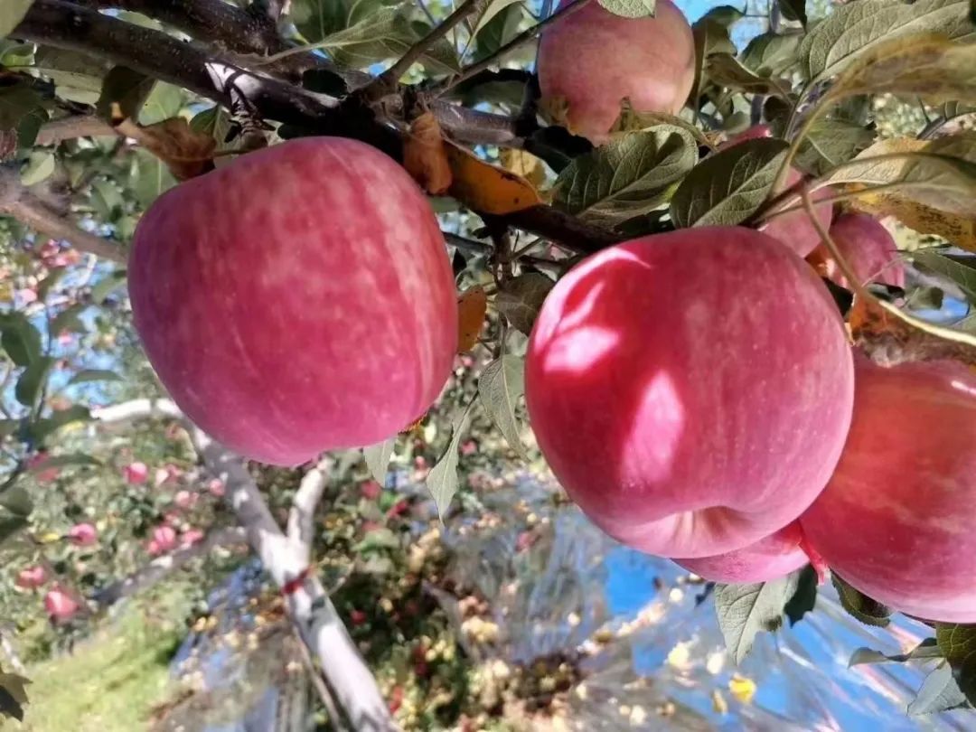 【展商風(fēng)采】陜西洛川紅富士蘋(píng)果，來(lái)自黃土高原的甜蜜饋贈(zèng)，無(wú)農(nóng)藥、不打蠟，帶皮放心吃！