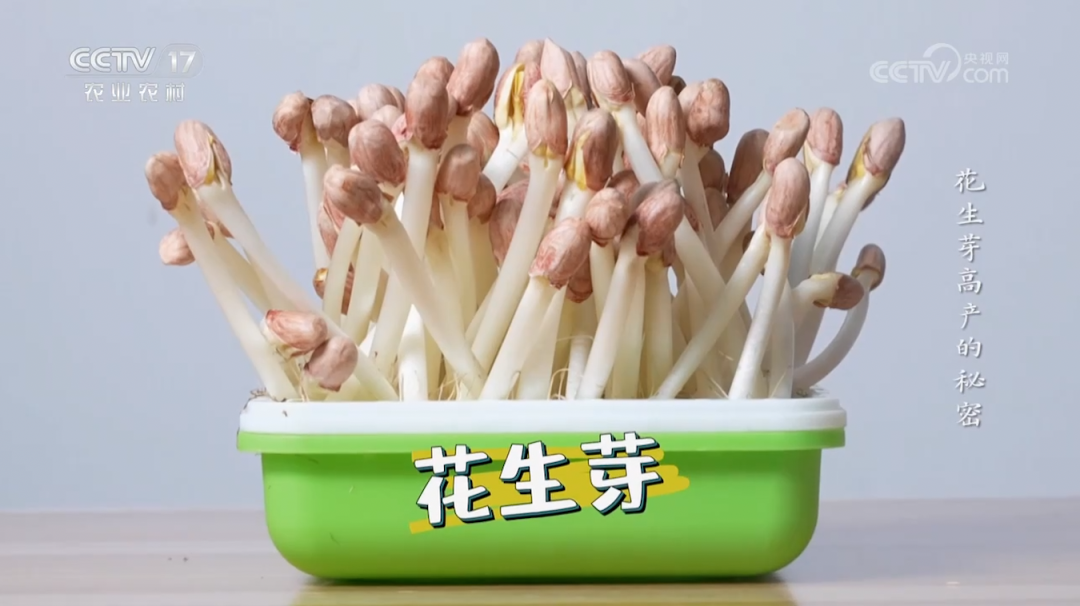 【綠色好心情】不聞不問不管，這不就是我的夢中情苗？