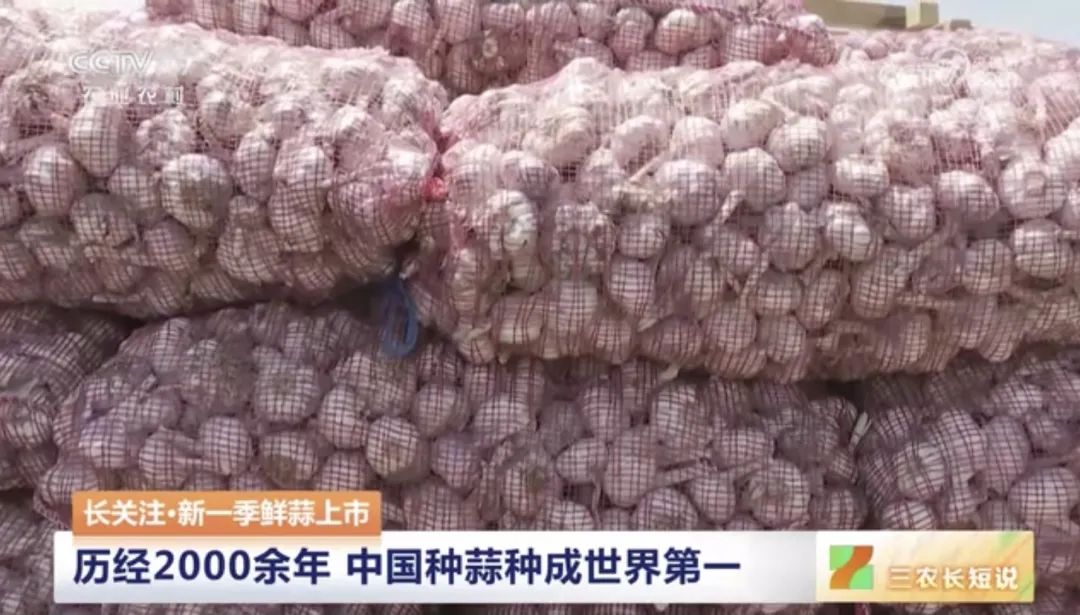 【綠色好心情】中國人一年鮮食大蒜約300萬噸，你愛吃大蒜嗎？